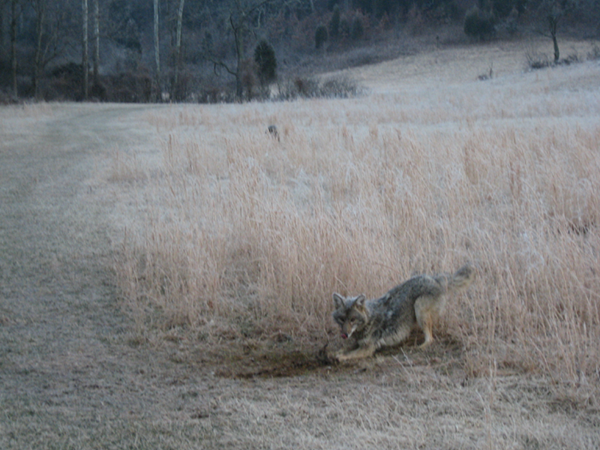 Coyote Trapping For Beginners  Where To Set Your Traps 
